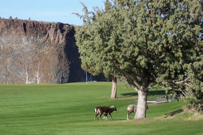 Real Time Reservations Of Golf Green Fees For Crooked River