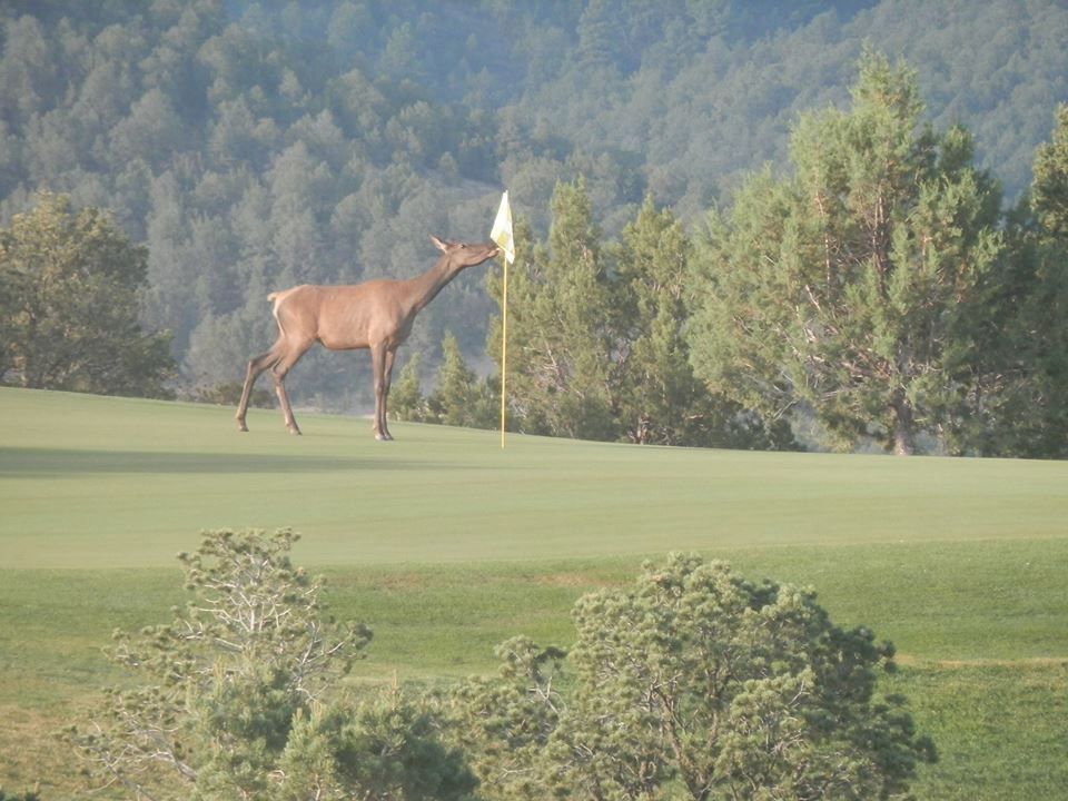 ⛳ Real Time reservations of Golf Green Fees for The Golf Club At