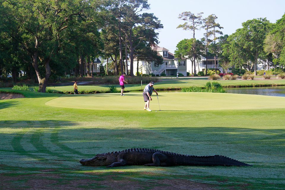 ⛳ Real Time reservations of Golf Green Fees for Oyster Bay Golf Course
