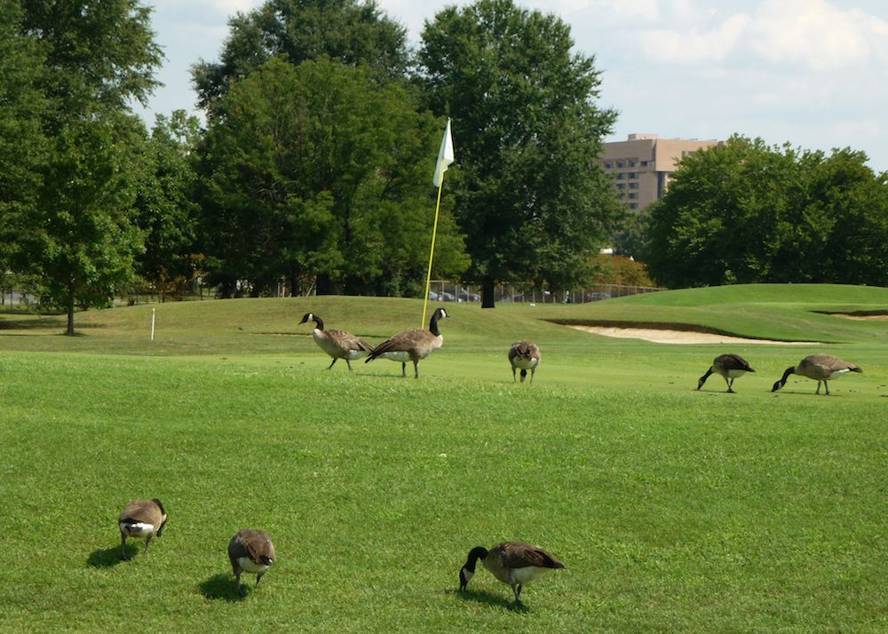 ⛳ Real Time reservations of Golf Green Fees for East Potomac White