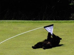 Chateau Whistler Golf - Green Fee - Tee Times