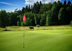 Nacka Golfklubb - Nacka Artonhålsbana - Green Fee - Tee Times